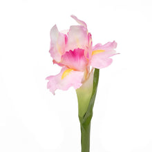 Load image into Gallery viewer, 26 in. Silk Iris
