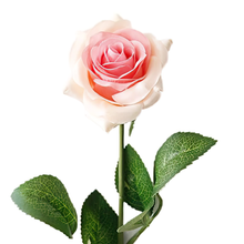 Load image into Gallery viewer, 17 in. Blush Peach Silk Rose
